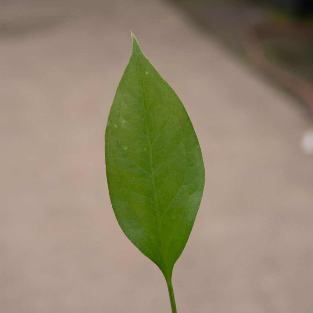 Gabriella Plants Anthurium Anthurium &
