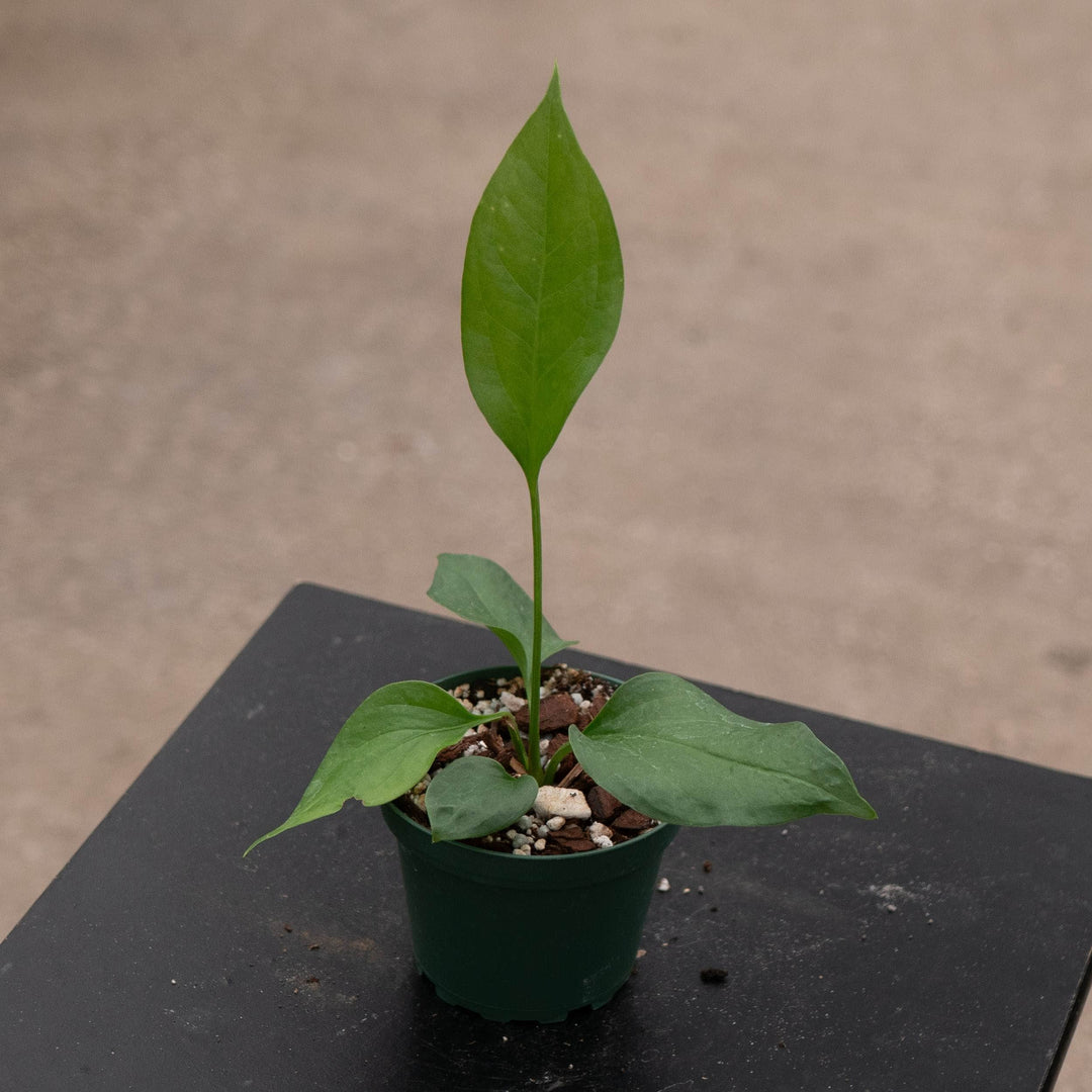 Gabriella Plants Anthurium 4" Anthurium 'Water Dragon'