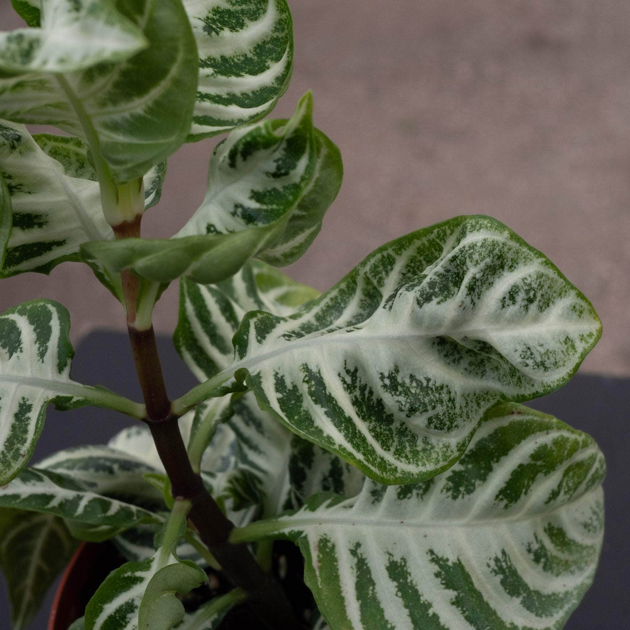 ヒメキラン草　白 Aphelandra squarrosa 