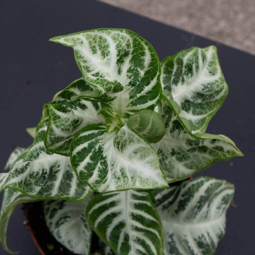 zebra pothos Aphelandra squarrosa "Zebra Plant" 'White Gardenia'