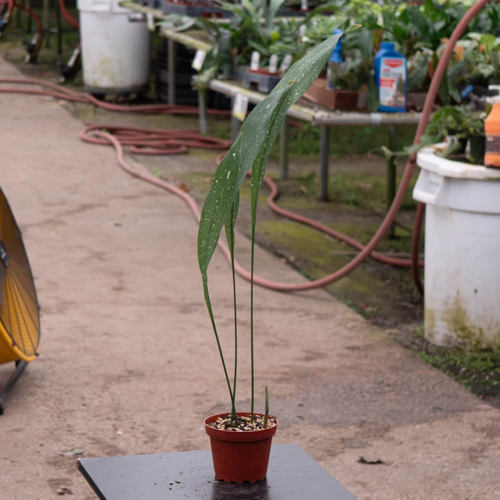 Gabriella Plants Aspidistra 4" Aspidistra elatior 'Milky Way'