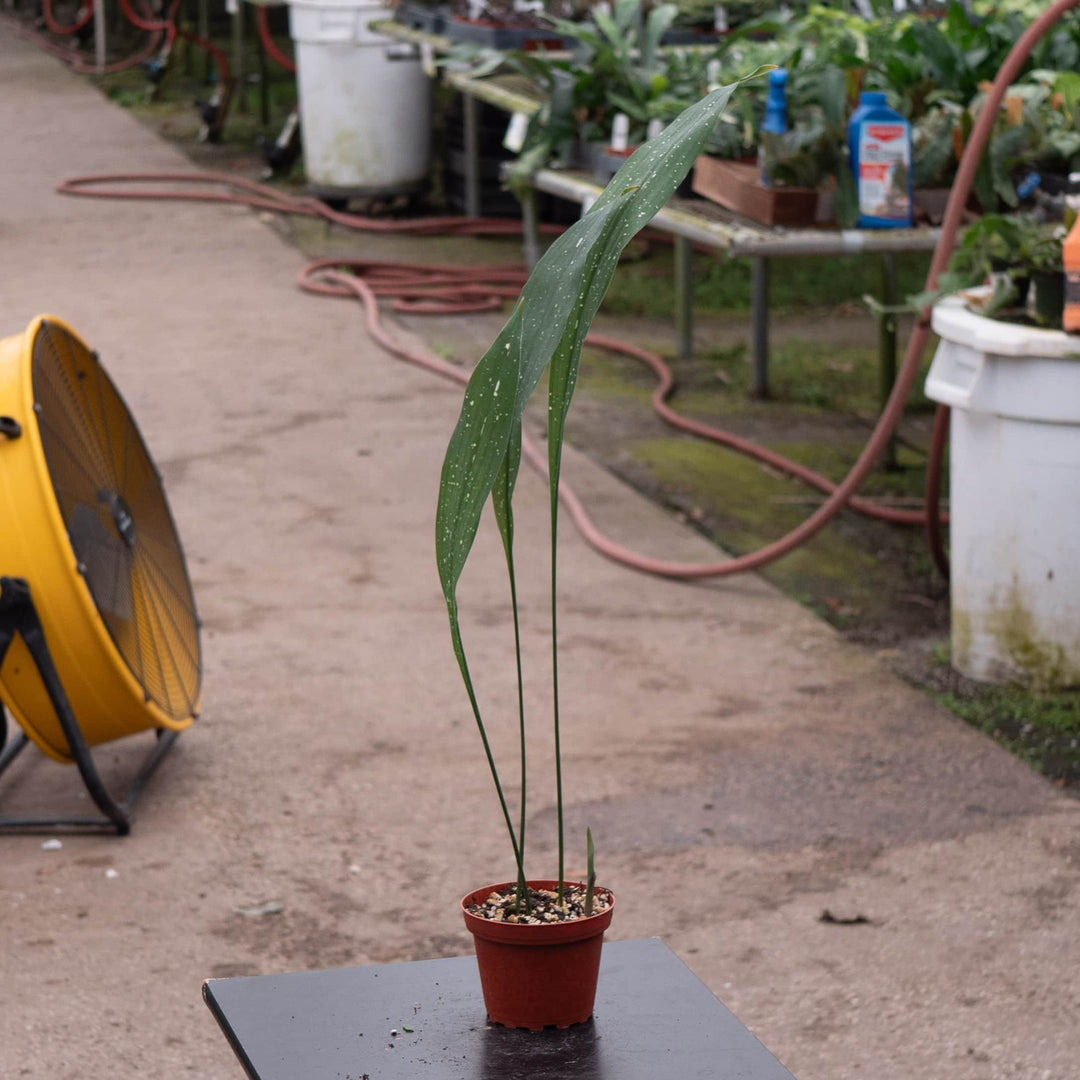 Gabriella Plants Aspidistra 4" Aspidistra elatior 'Milky Way'