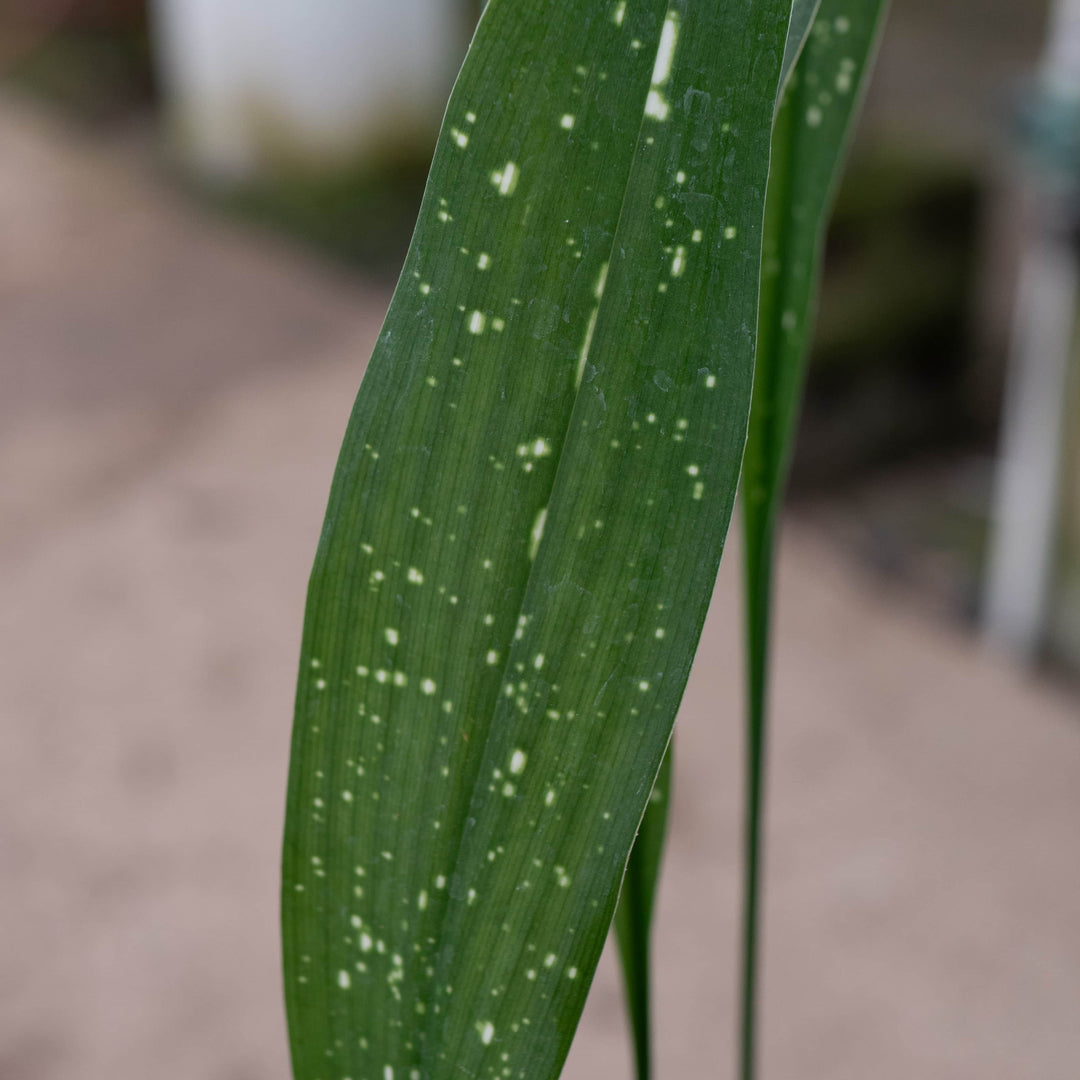Gabriella Plants Aspidistra 4" Aspidistra elatior 'Milky Way'
