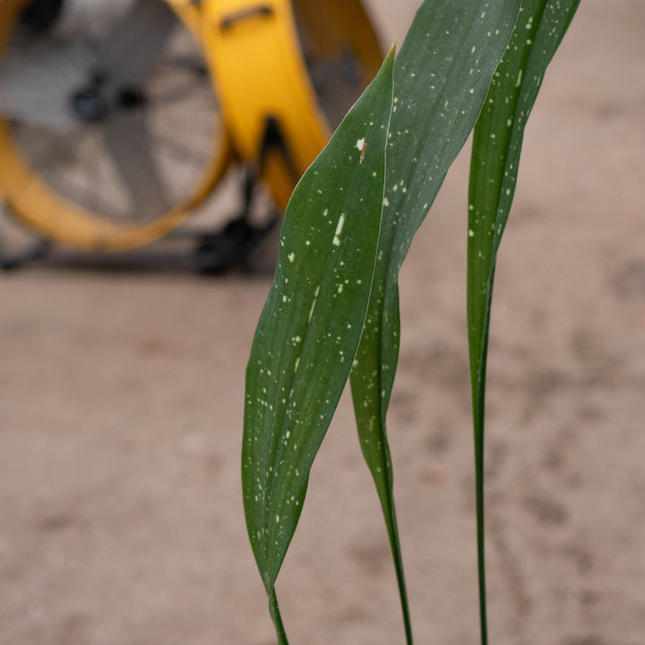 Gabriella Plants Aspidistra 4" Aspidistra elatior 'Milky Way'