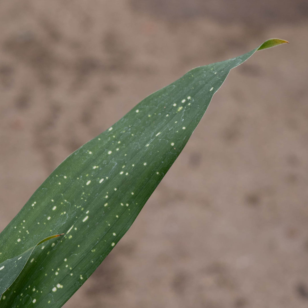 Gabriella Plants Aspidistra 4" Aspidistra elatior 'Milky Way'