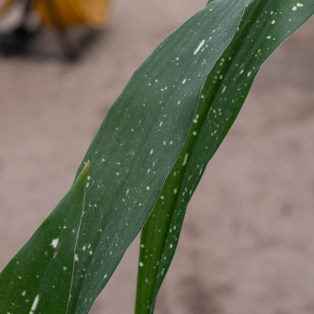 Gabriella Plants Aspidistra 4" Aspidistra elatior 'Milky Way'