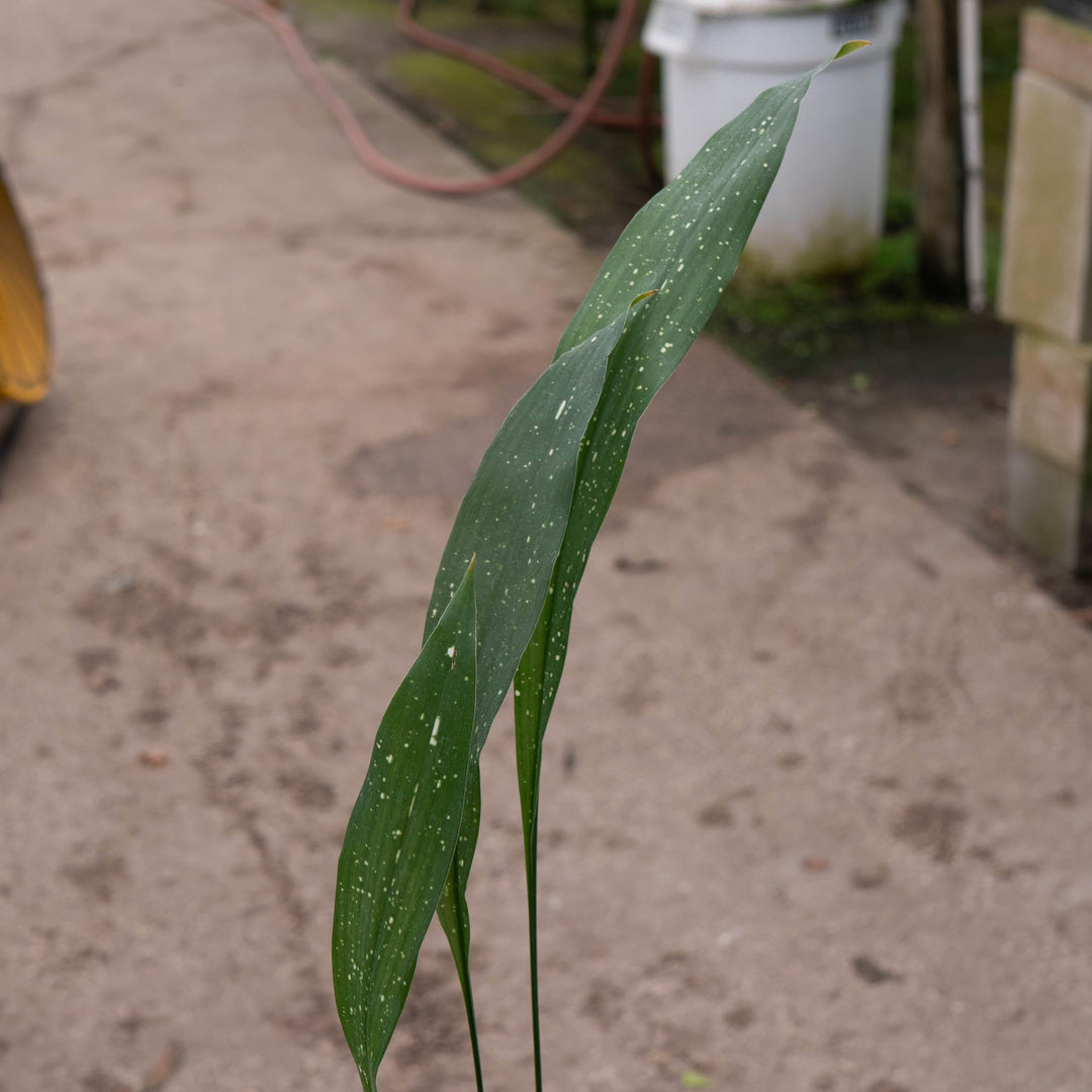 Gabriella Plants Aspidistra 4" Aspidistra elatior 'Milky Way'