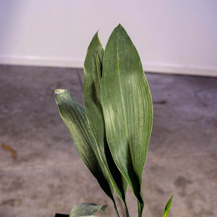 Gabriella Plants Other 4" Aspidistra elatior 'Okame'