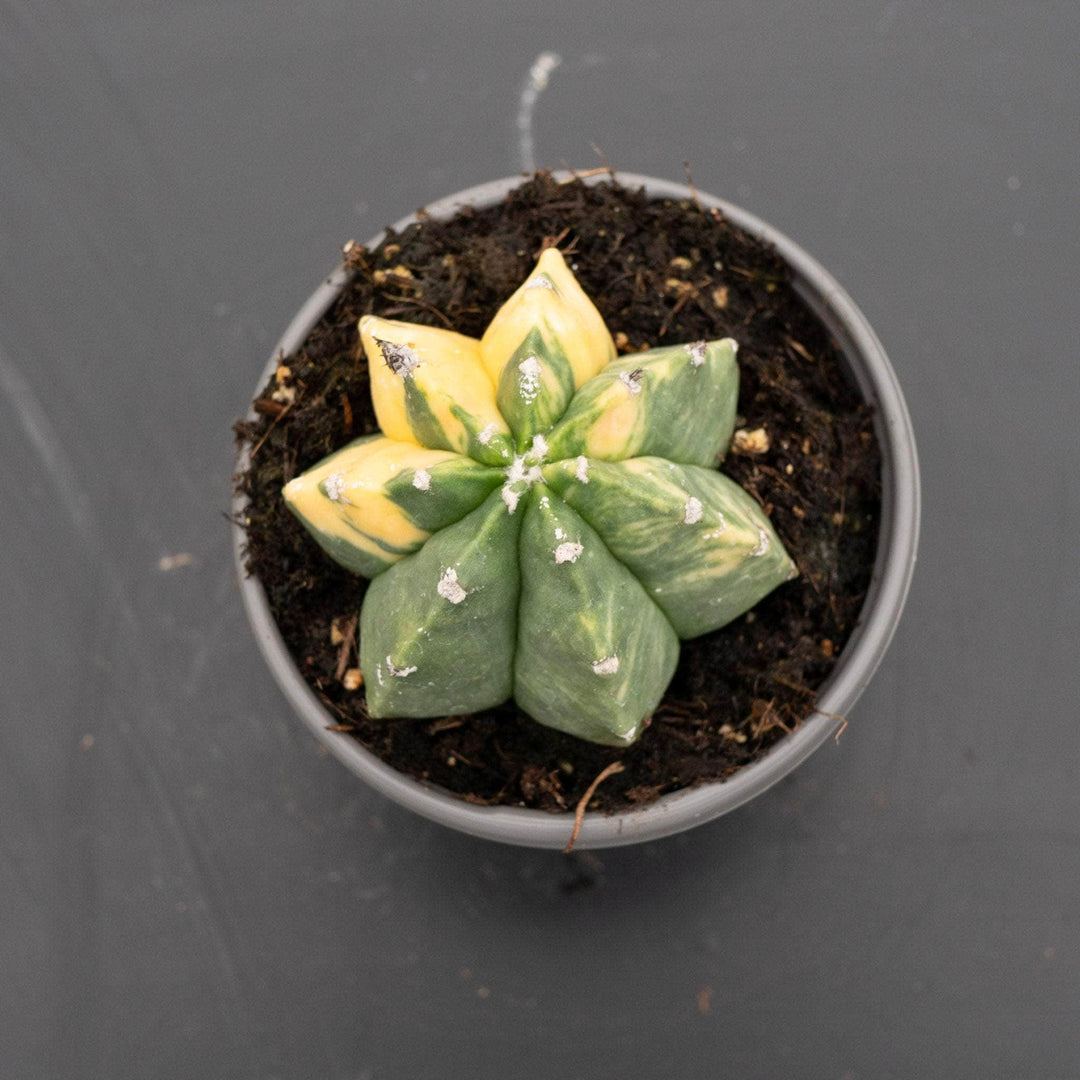 astrophytum succulent Cactus Astrophytum myriostigma variegated 'Kikko'