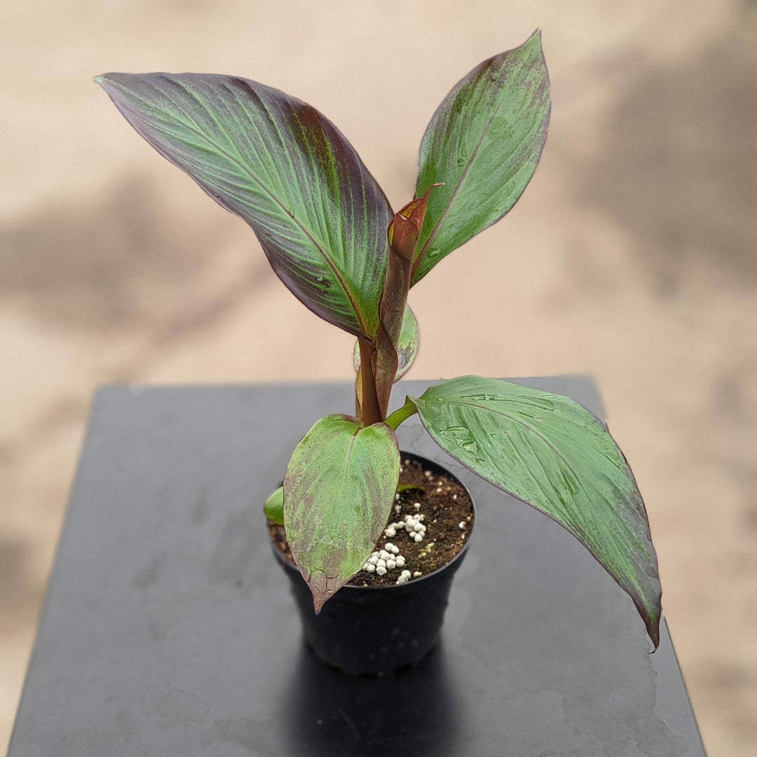 Gabriella Plants Other 4" Banana Ensete ventricosum 'Maurelii'
