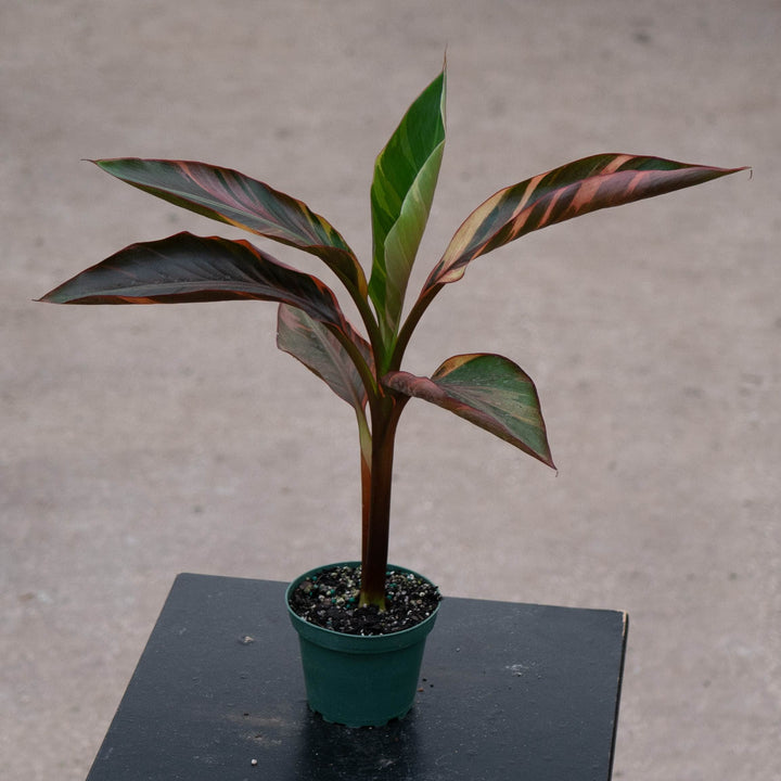 Gabriella Plants All 4" Banana Musa &