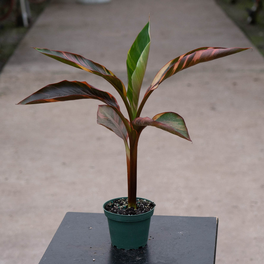 Gabriella Plants All 4" Banana Musa 'No No' Pink Variegated