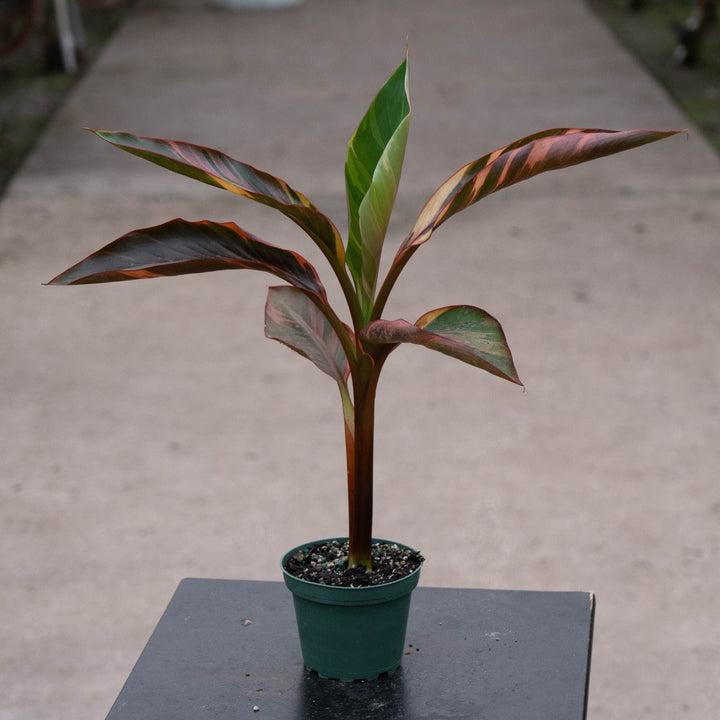 Gabriella Plants All 4" Banana Musa &