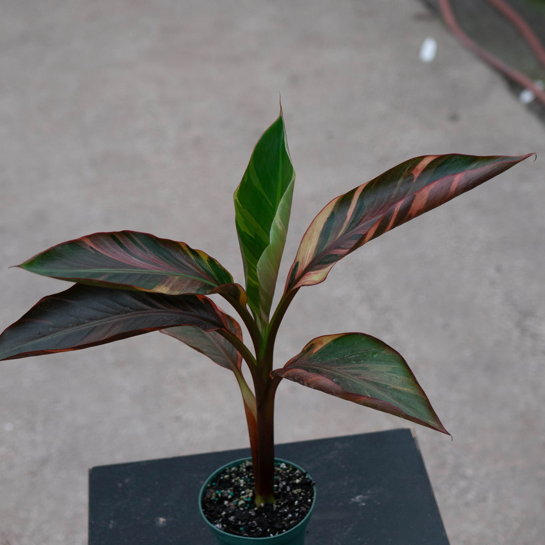 Gabriella Plants All 4" Banana Musa &