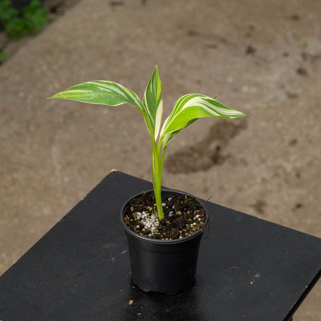 Gabriella Plants All 4" Banana Musa 'No No' Pink Variegated