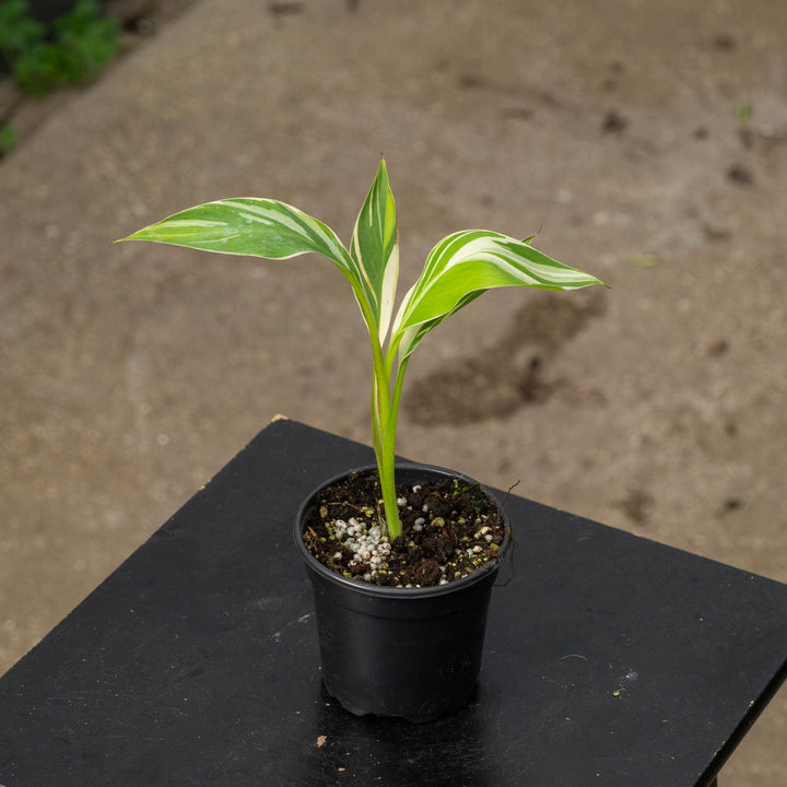 Gabriella Plants All 4" Banana Musa &