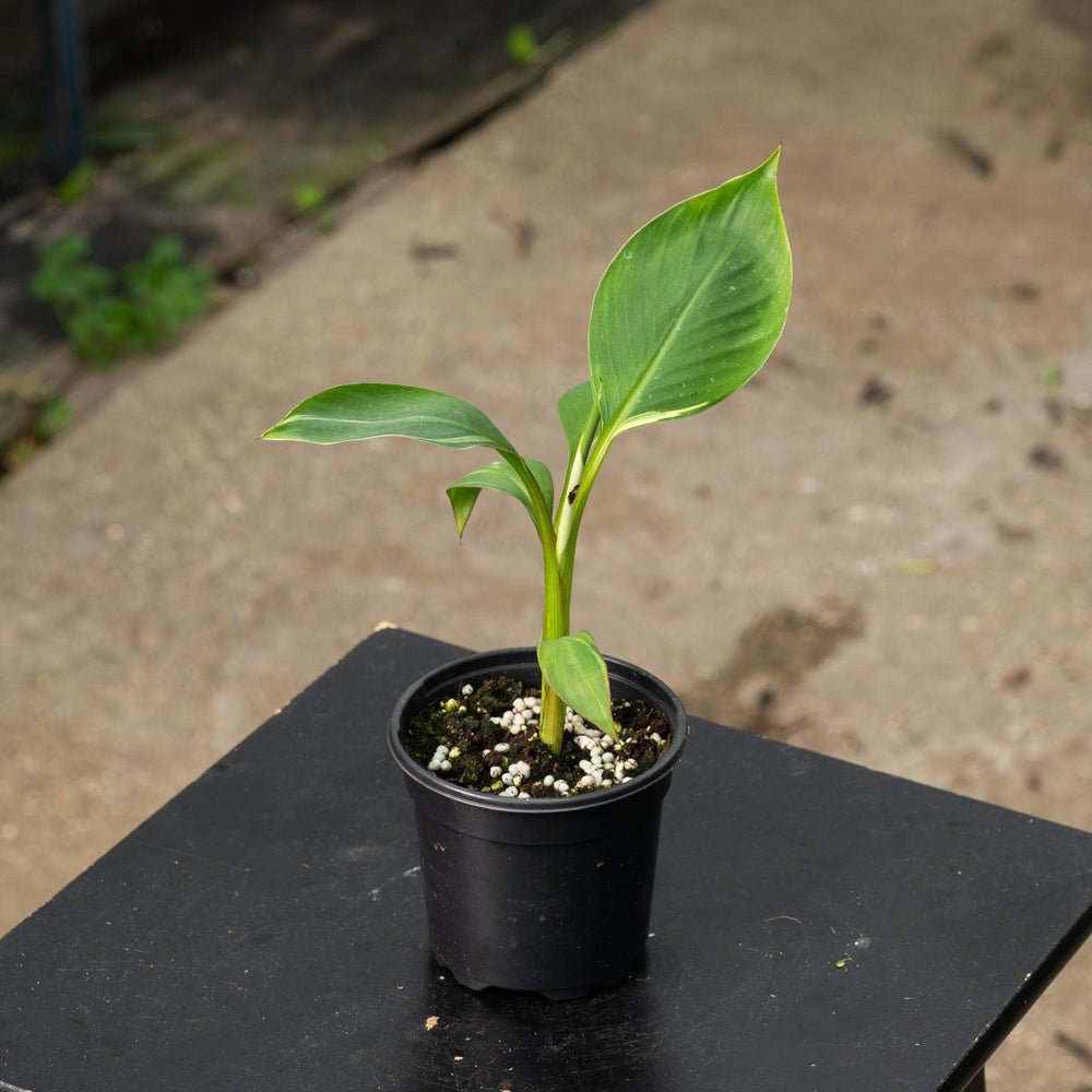Gabriella Plants All 4" Banana Musa 'No No' Pink Variegated