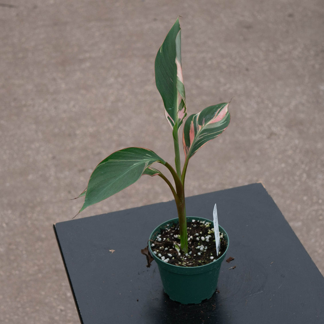 Gabriella Plants All 4" Banana Musa &