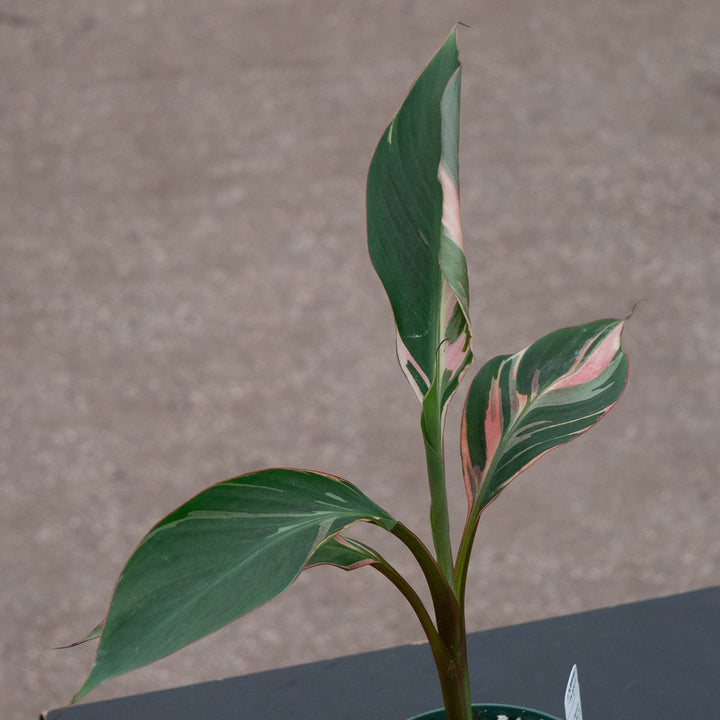 Gabriella Plants All 4" Banana Musa &
