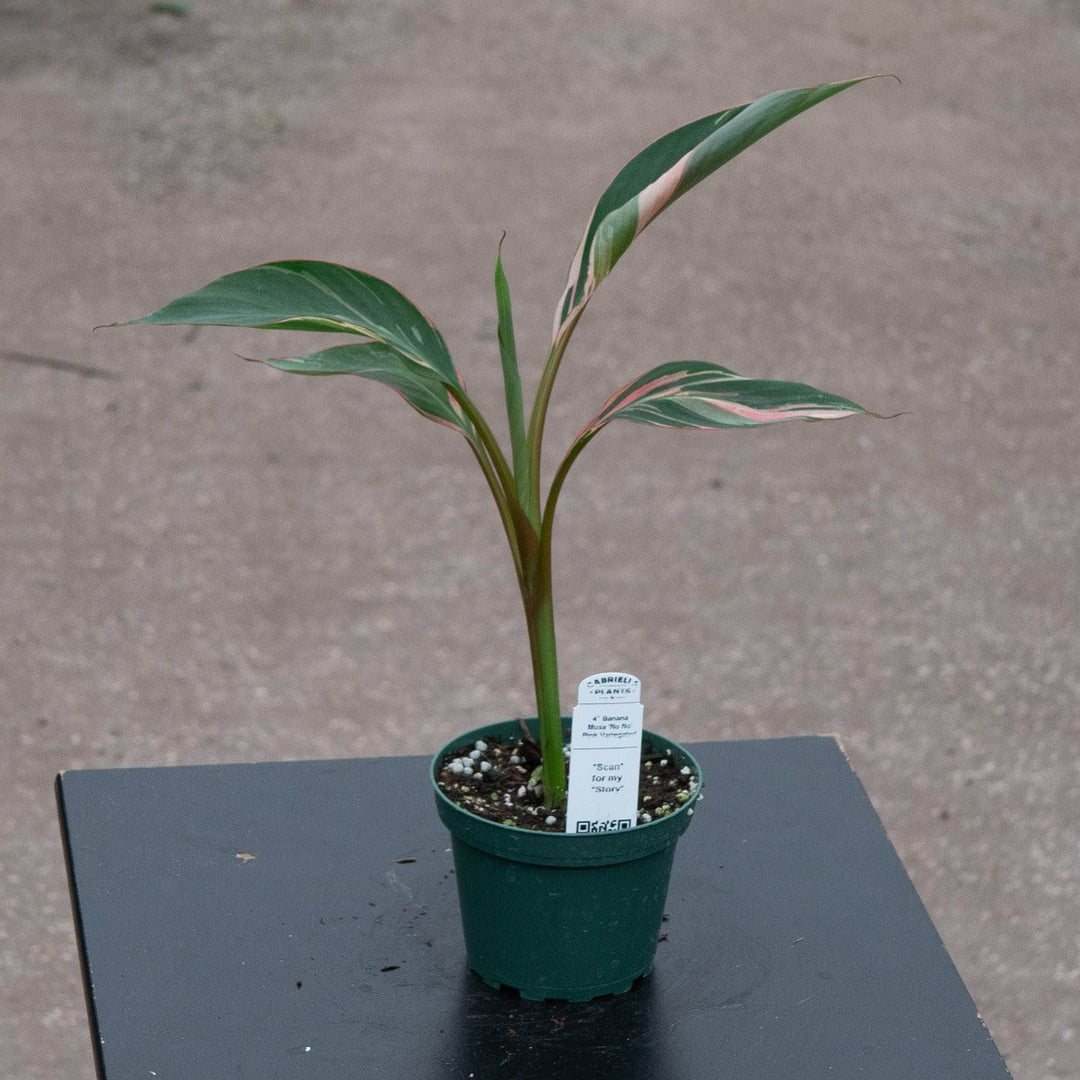 Gabriella Plants All 4" Banana Musa &