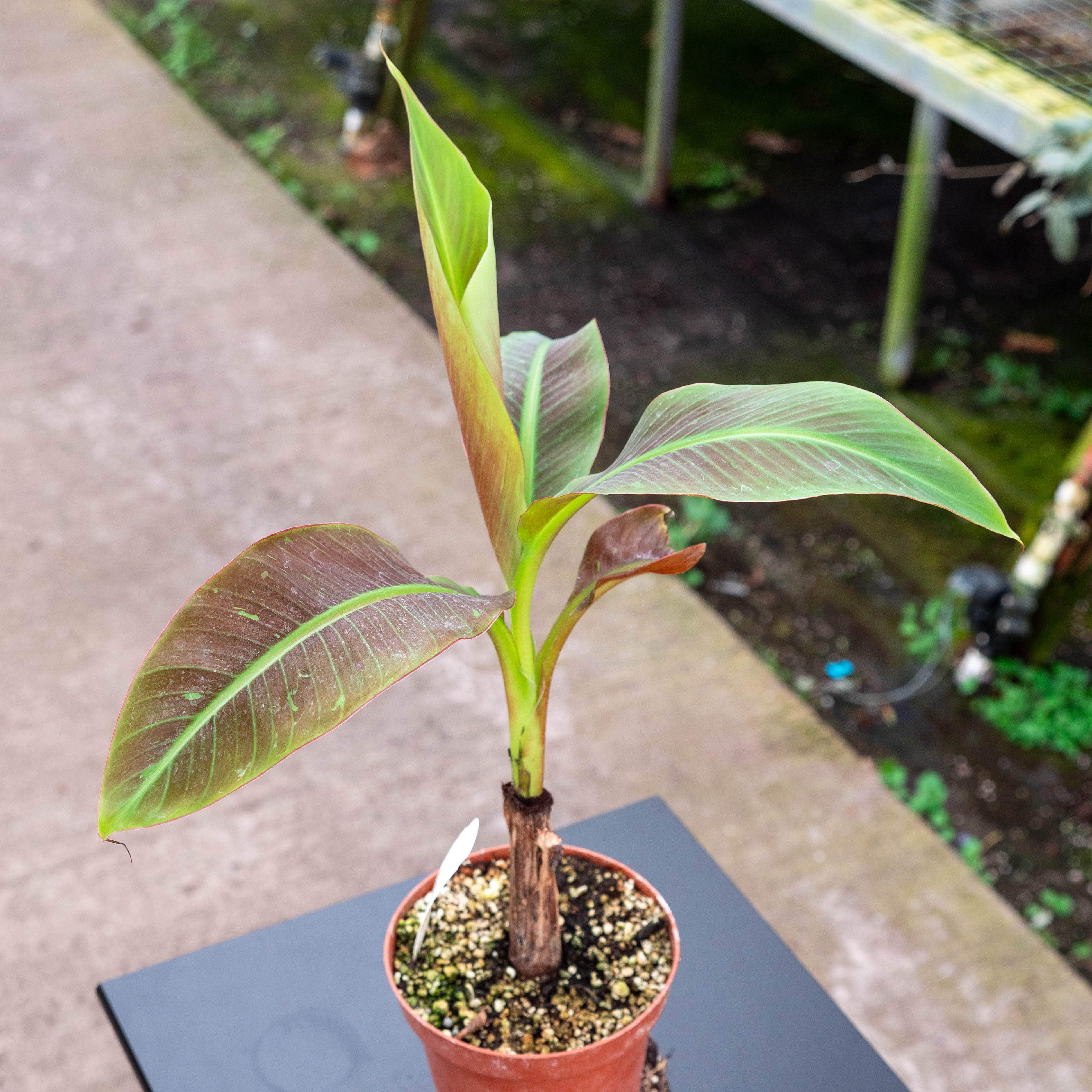 Gabriella Plants Edible 5" Banana Musa 'Siam Ruby'