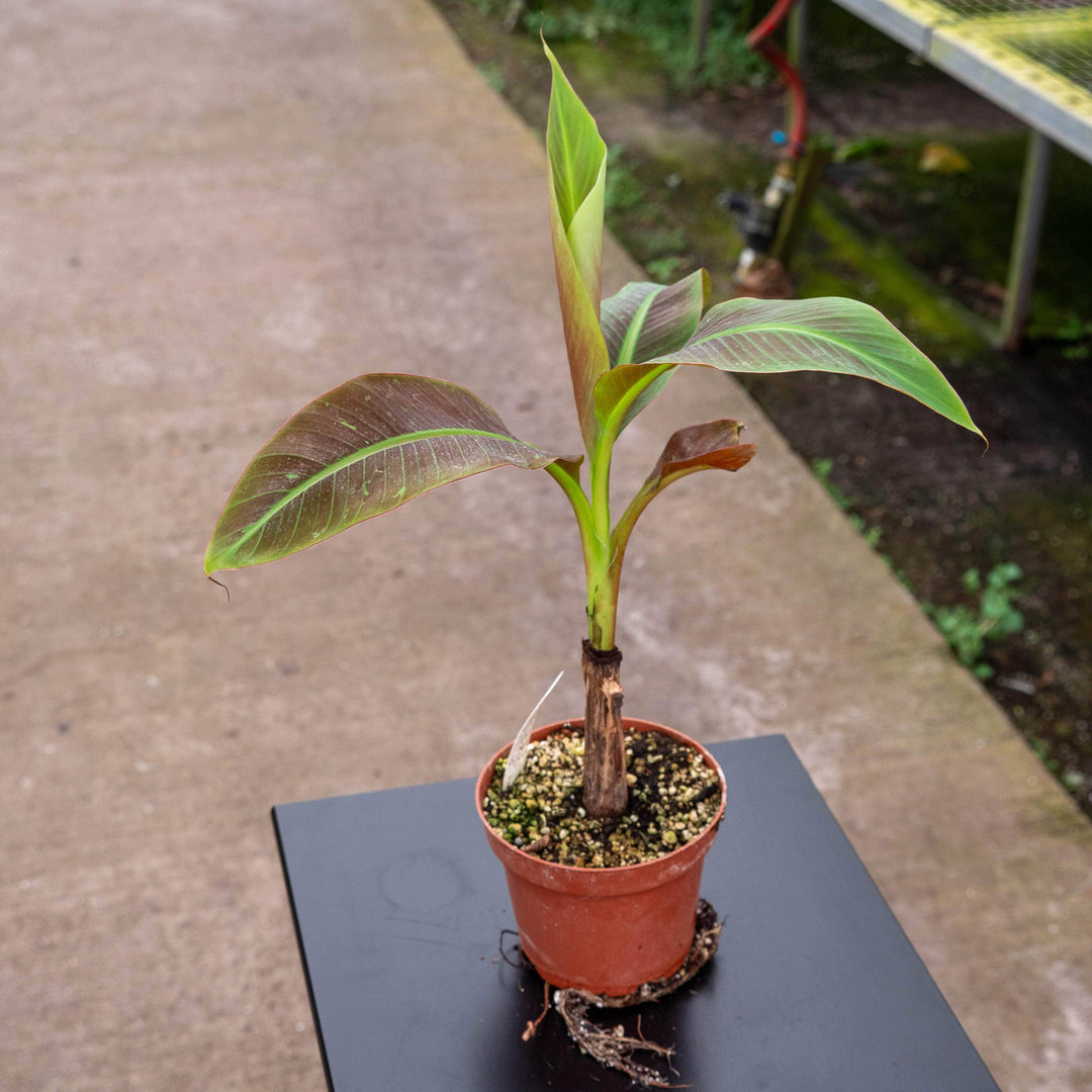 musa indoor plant Banana Musa 'Siam Ruby'