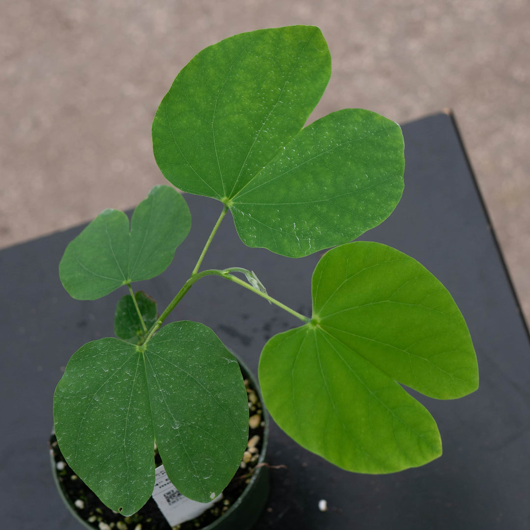 Gabriella Plants Other 4" Bauhinia monandra
