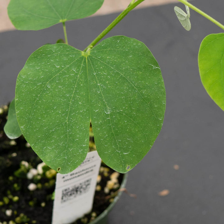 Gabriella Plants Other 4" Bauhinia monandra