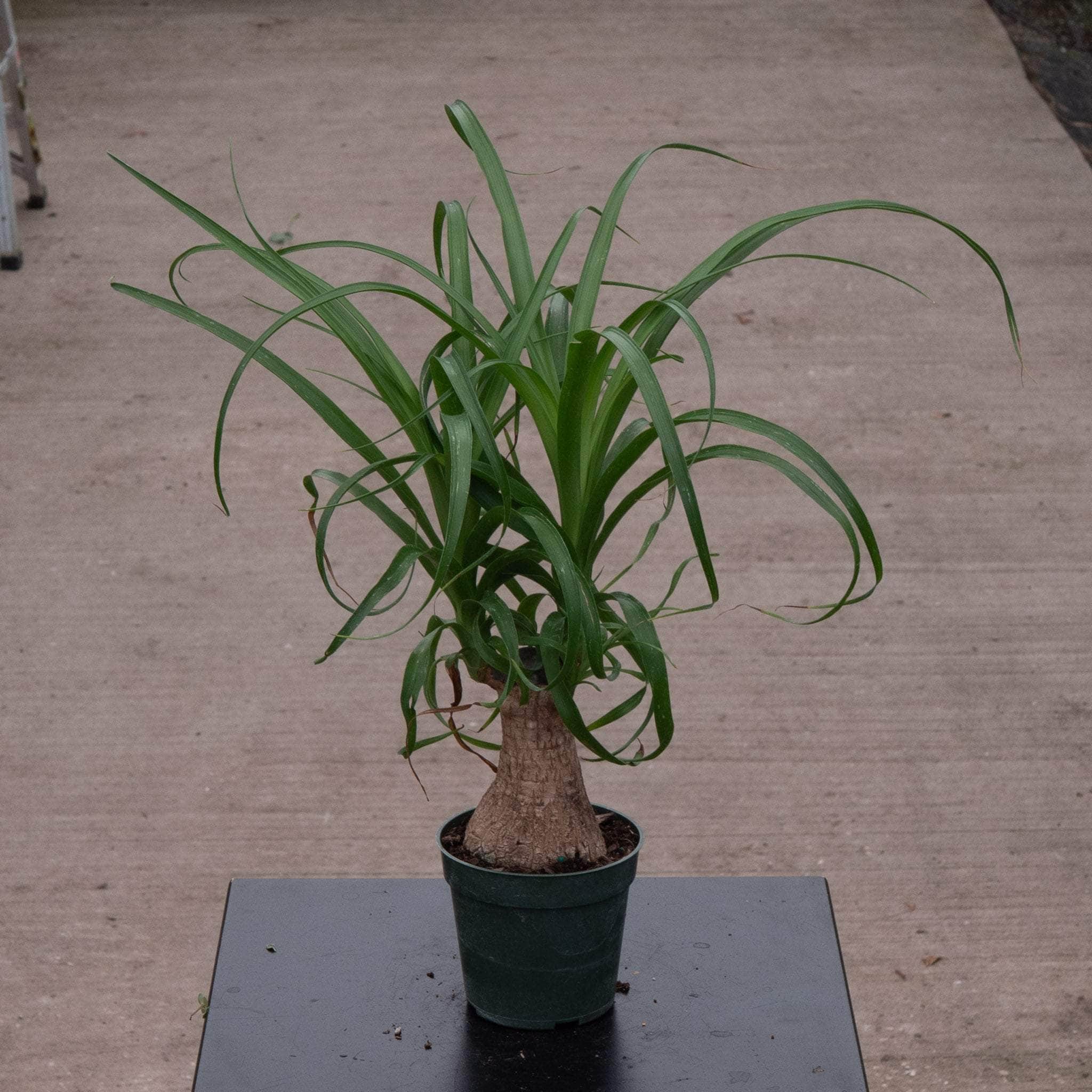 Beaucarnea recurvata 