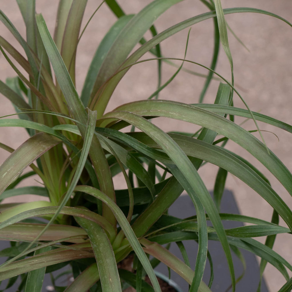 Gabriella Plants Palms 4" Beaucarnea recurvata "Ponytail Palm"