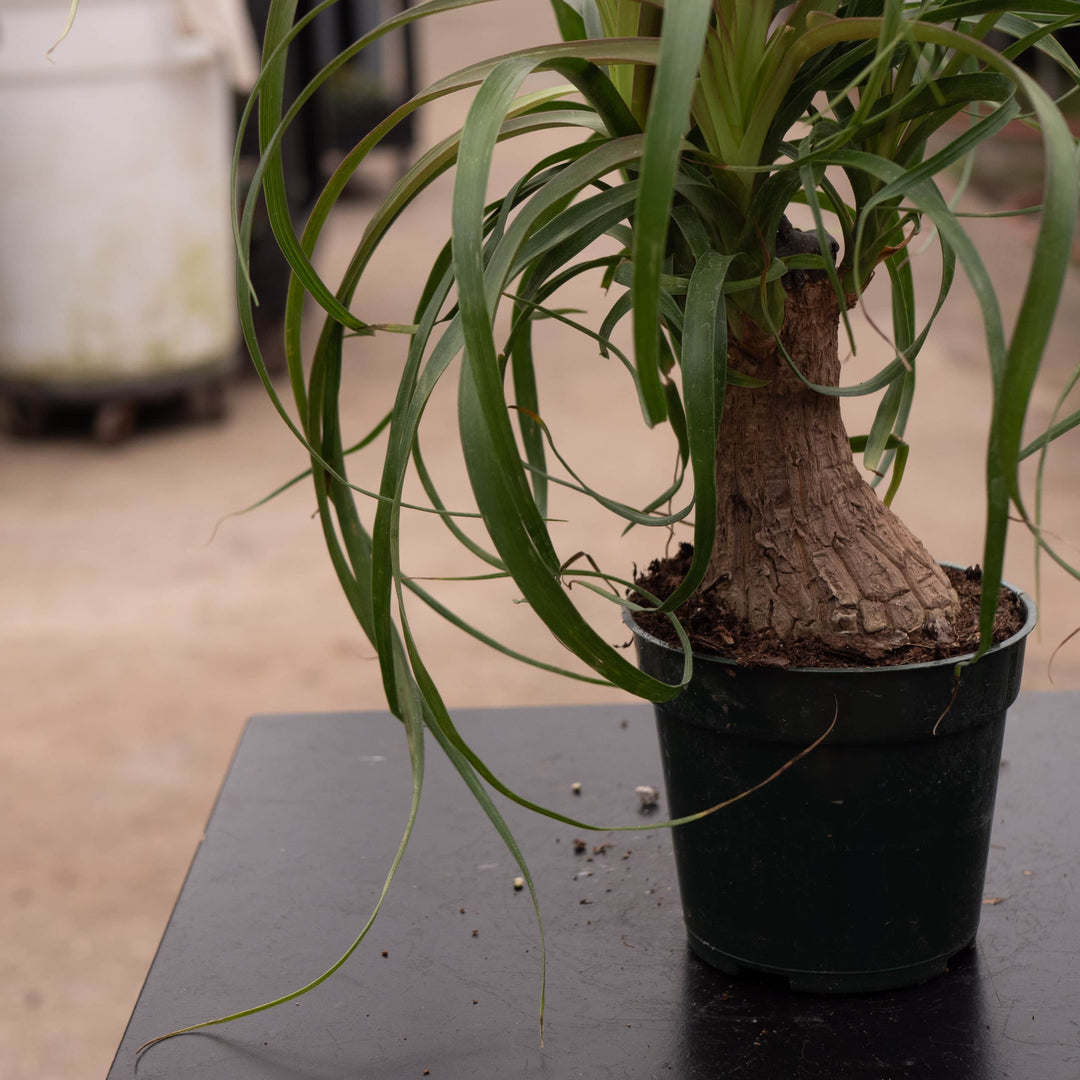 tips of ponytail palm turning brown Beaucarnea recurvata "Ponytail Palm"
