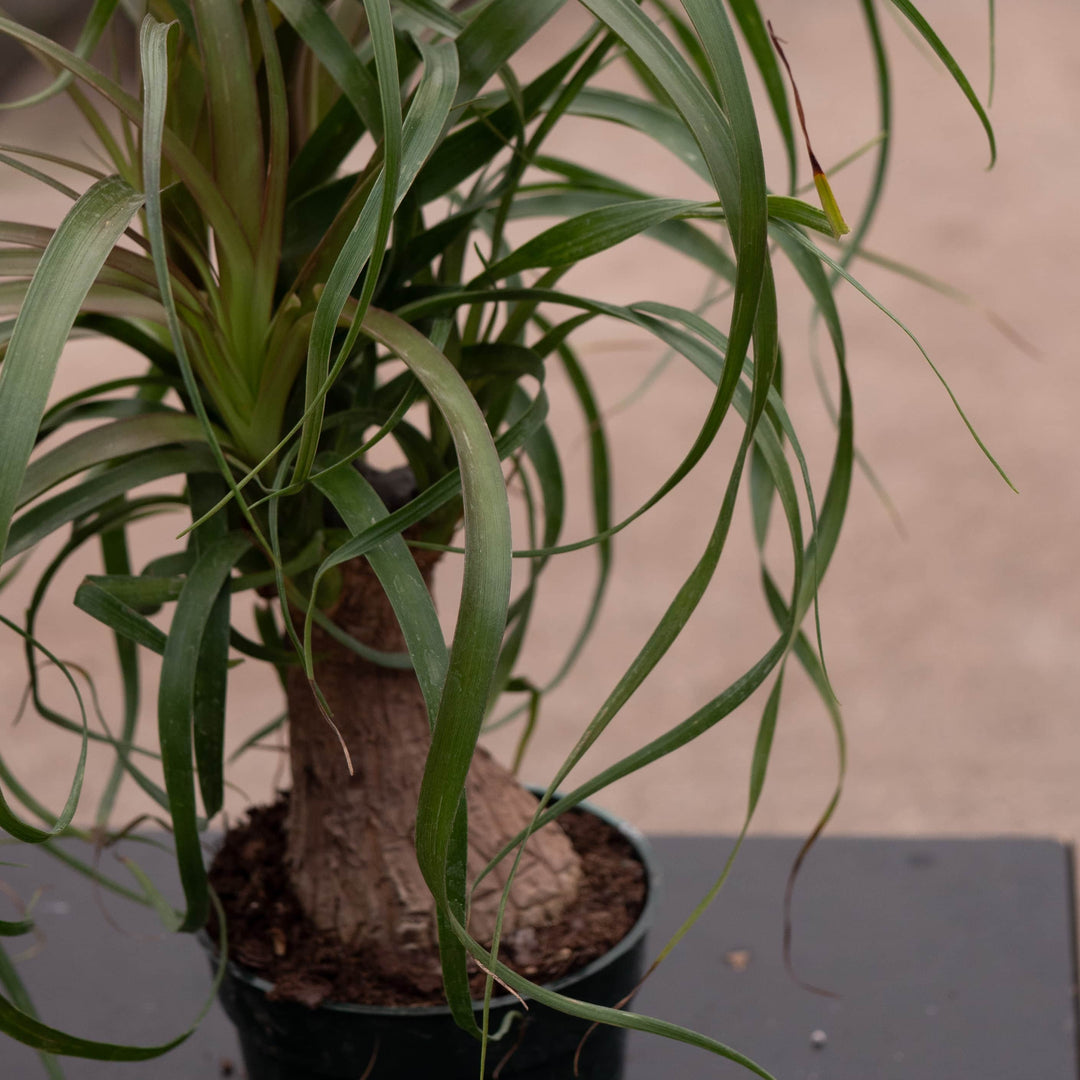 Gabriella Plants Palms 4" Beaucarnea recurvata "Ponytail Palm"
