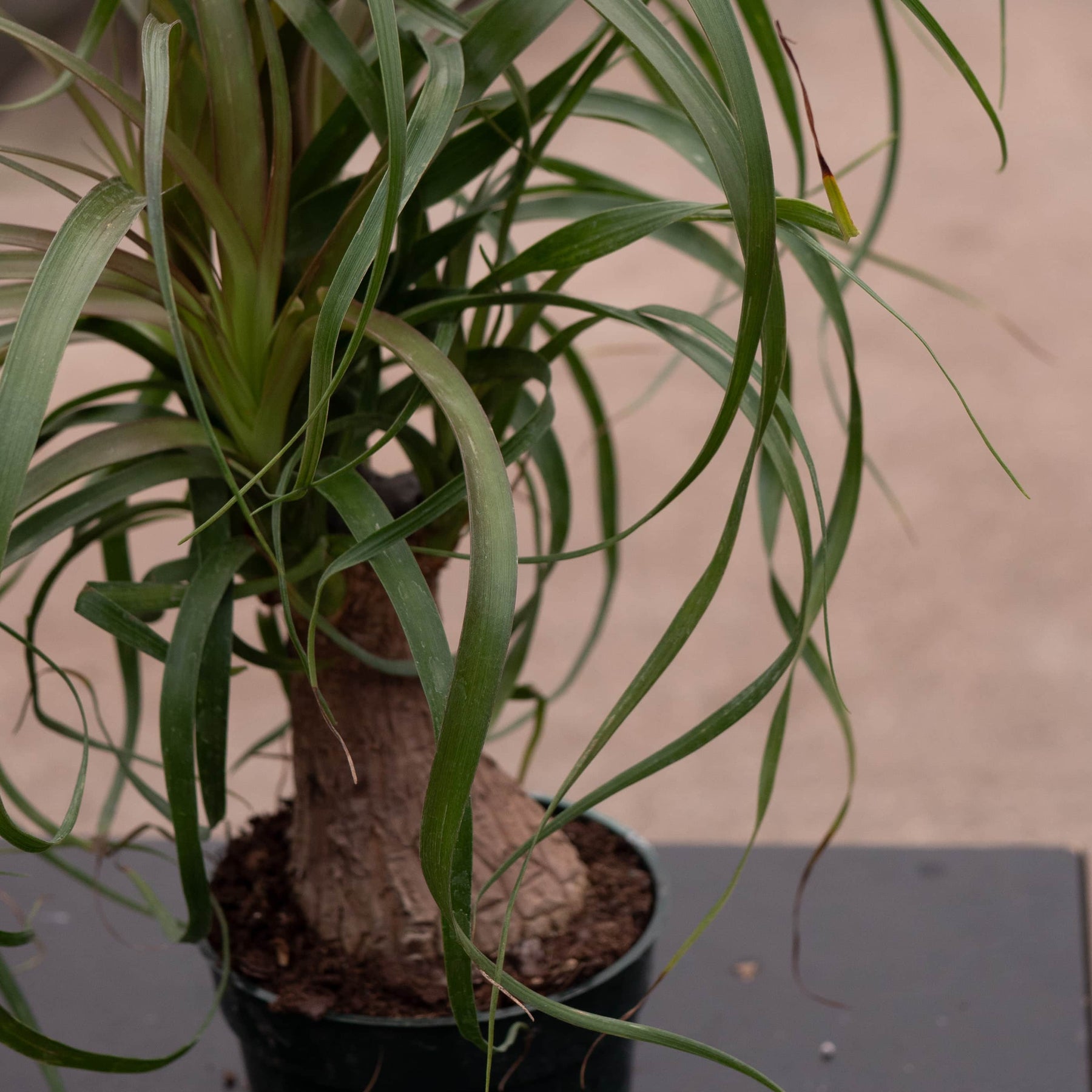 tips of ponytail palm turning brown Beaucarnea recurvata "Ponytail Palm"