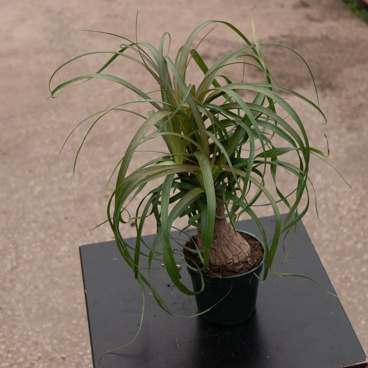 Gabriella Plants Palms 4" Beaucarnea recurvata "Ponytail Palm"