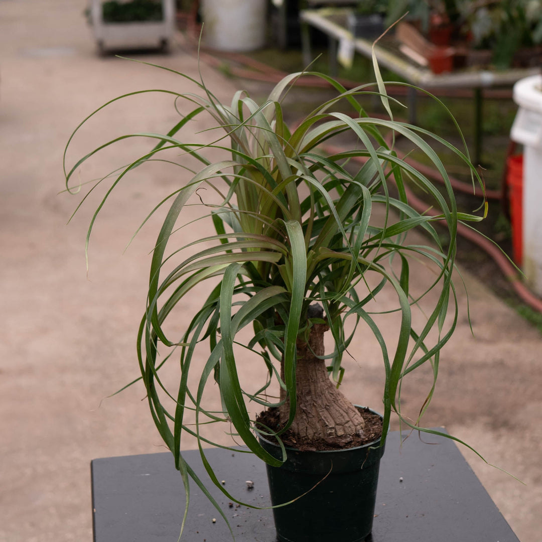 Gabriella Plants Palms 4" Beaucarnea recurvata "Ponytail Palm"