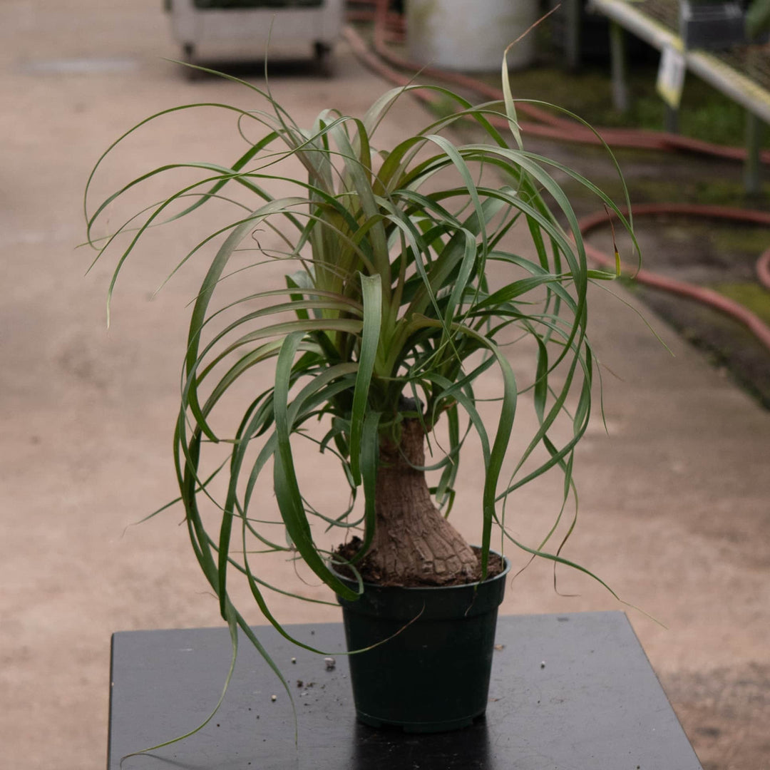 Gabriella Plants Palms 4" Beaucarnea recurvata "Ponytail Palm"
