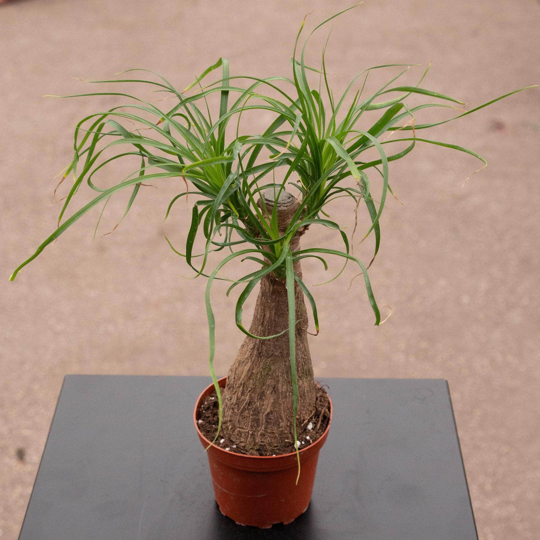 Gabriella Plants Palms 4" Beaucarnea recurvata "Ponytail Palm"
