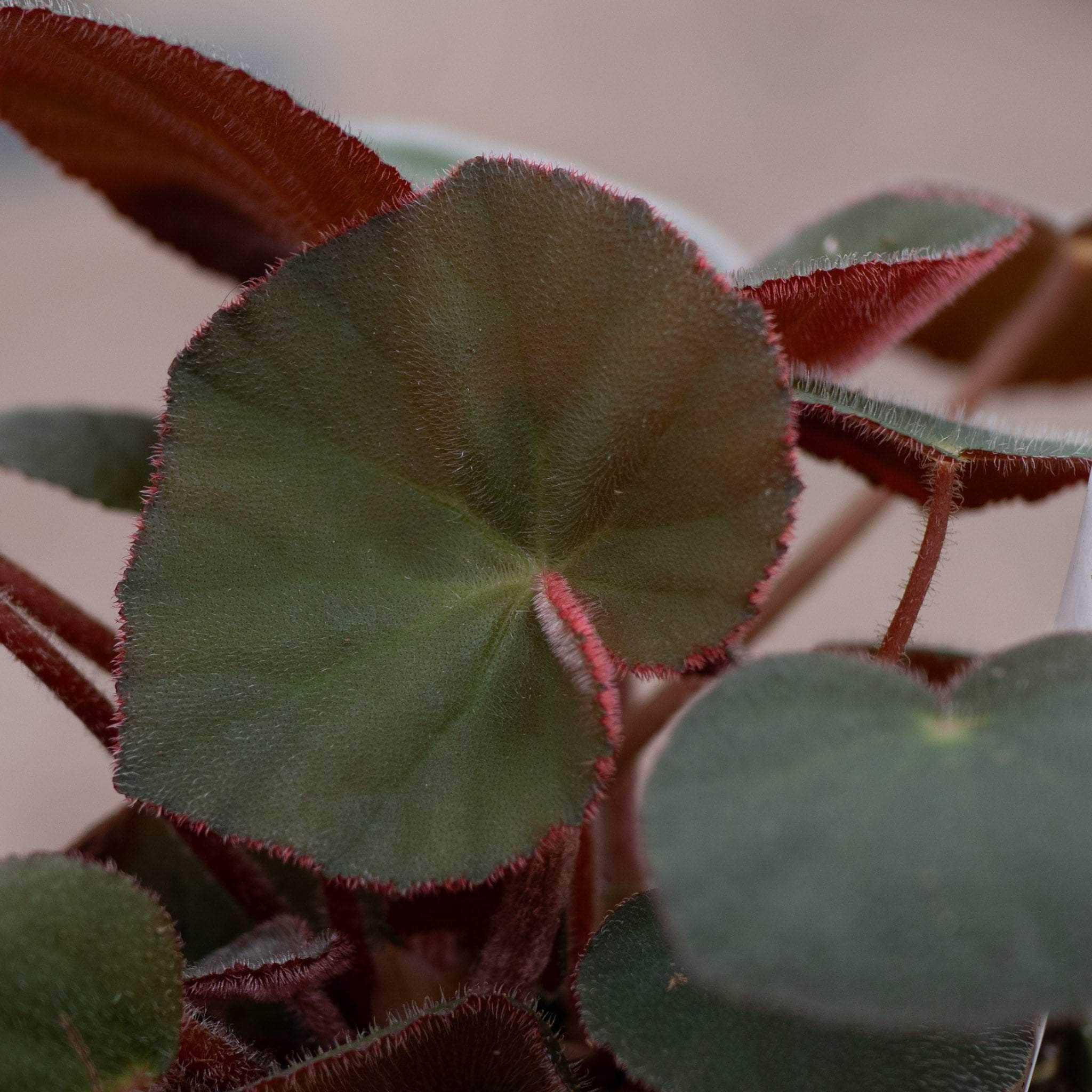 Gabriella Plants Begonia 4