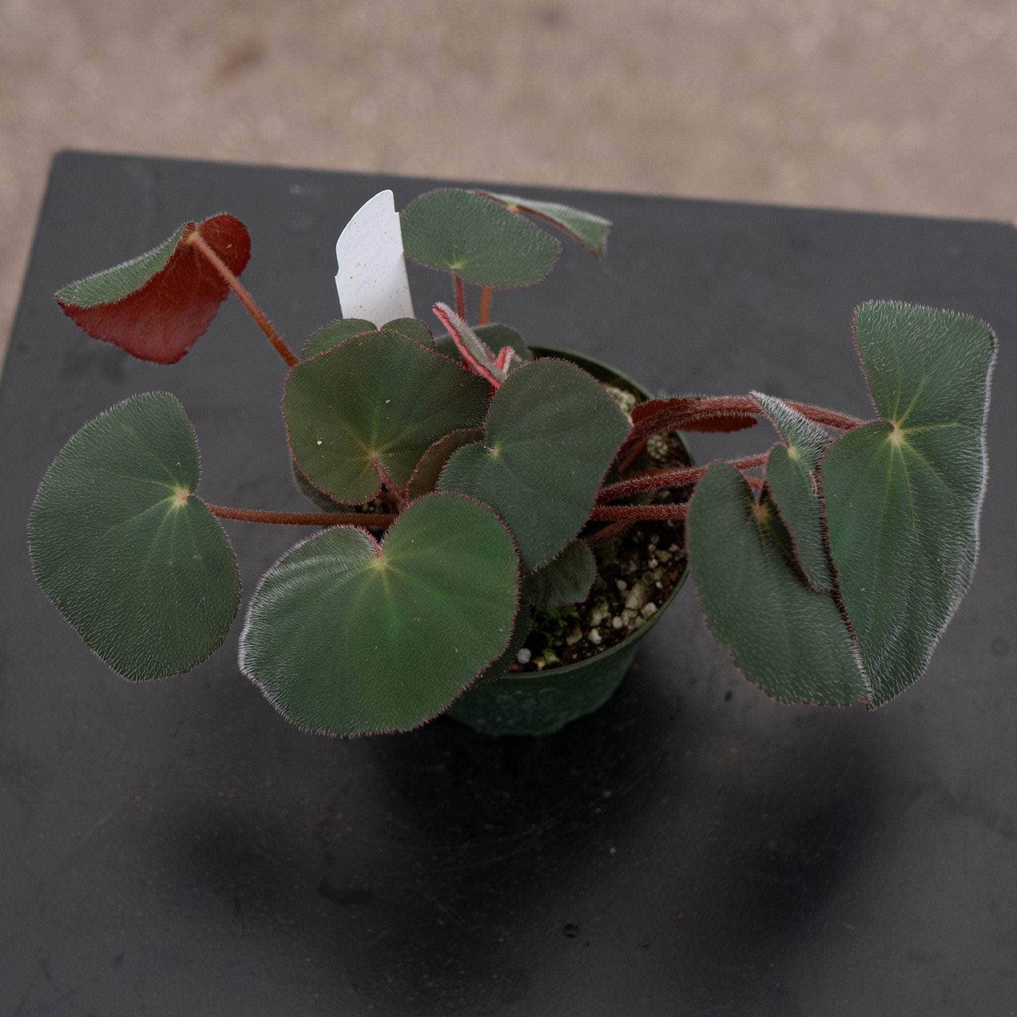 Gabriella Plants Begonia 4