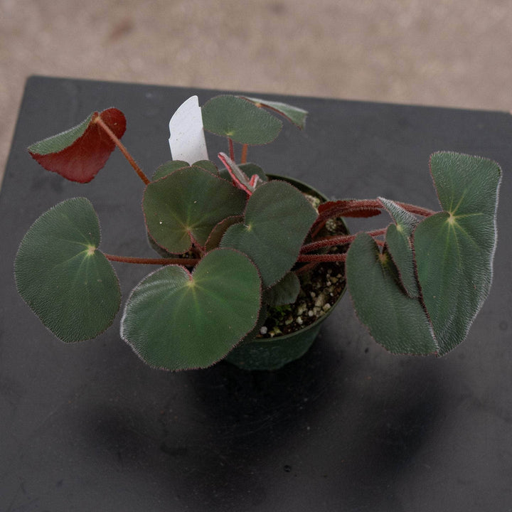 Gabriella Plants Begonia 4" Begonia acetosa