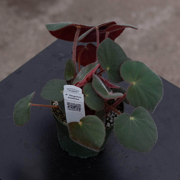Gabriella Plants Begonia 4" Begonia acetosa