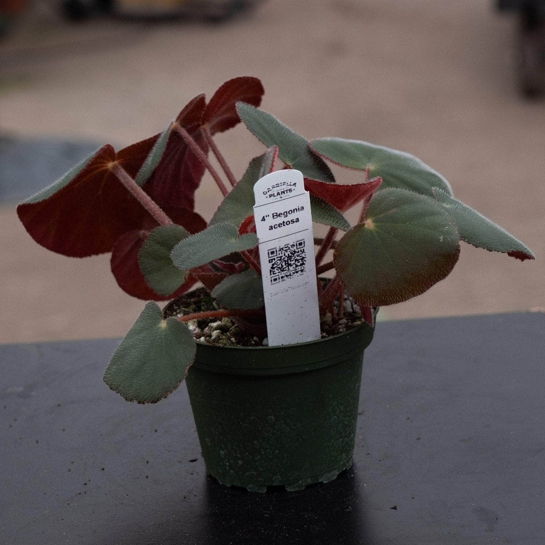 begonia house plants for sale Begonia acetosa
