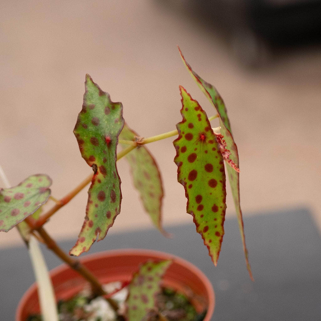 Gabriella Plants Begonia Begonia amphioxus
