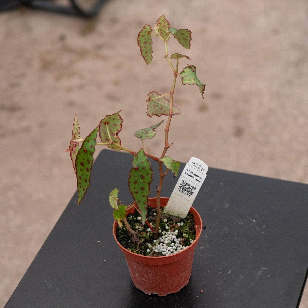 Gabriella Plants Begonia Begonia amphioxus