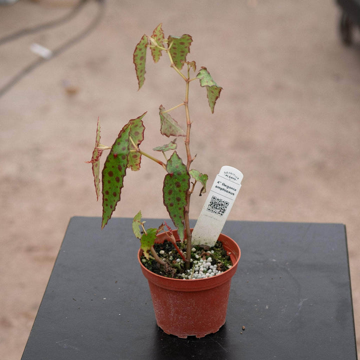 Gabriella Plants Begonia 4" Begonia amphioxus