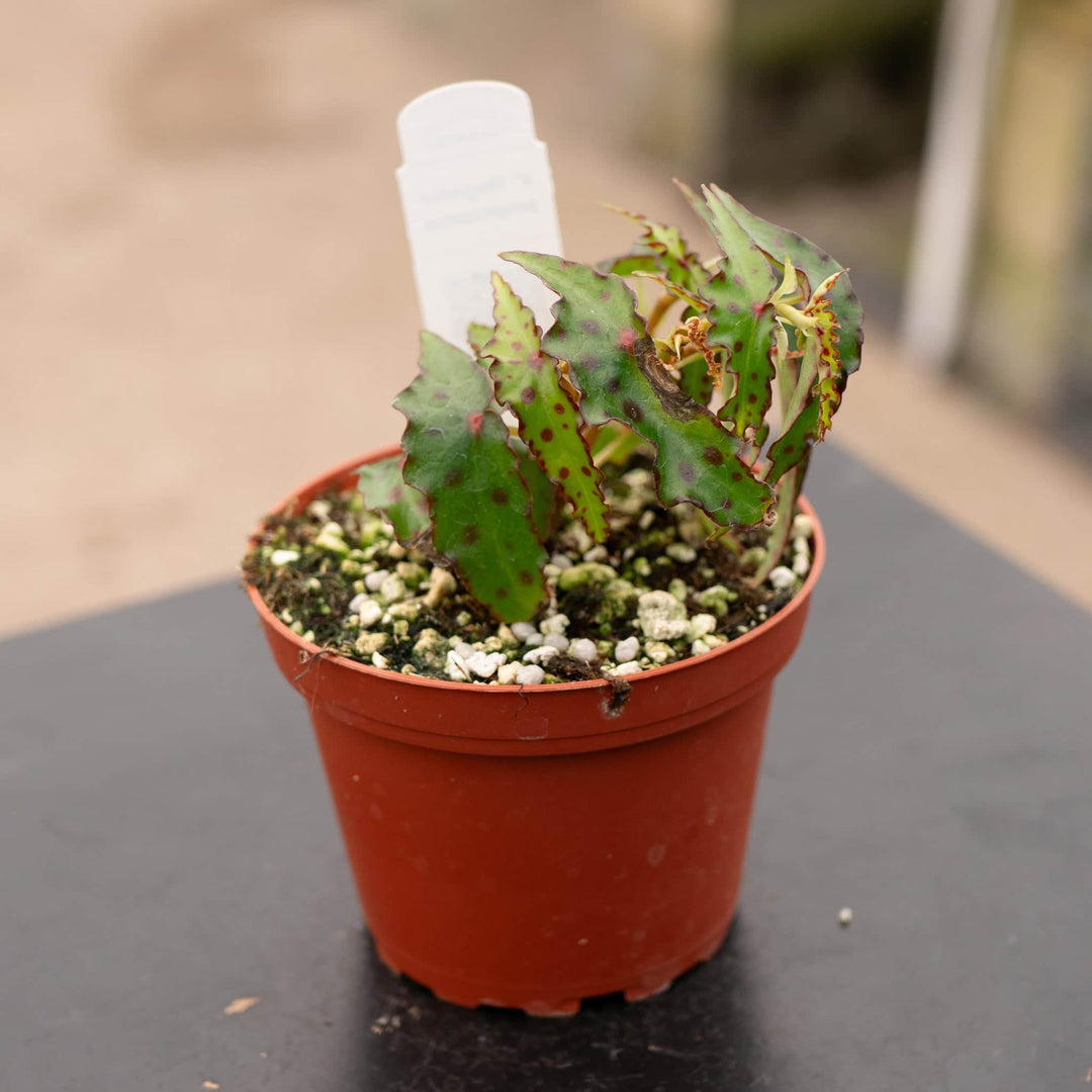 Gabriella Plants Begonia 4" Begonia amphioxus