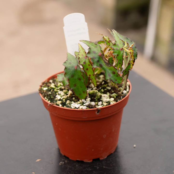 Gabriella Plants Begonia 4" Begonia amphioxus