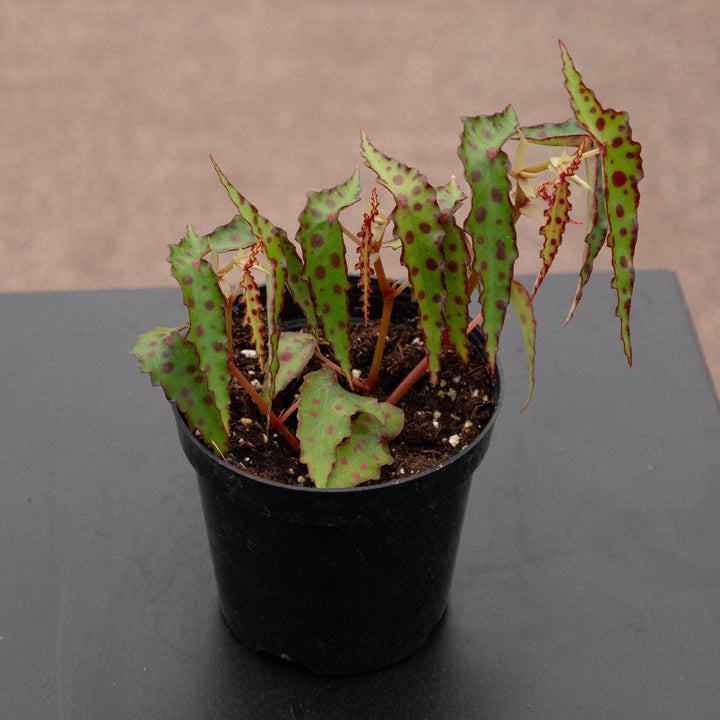 Gabriella Plants Begonia 4" Begonia amphioxus