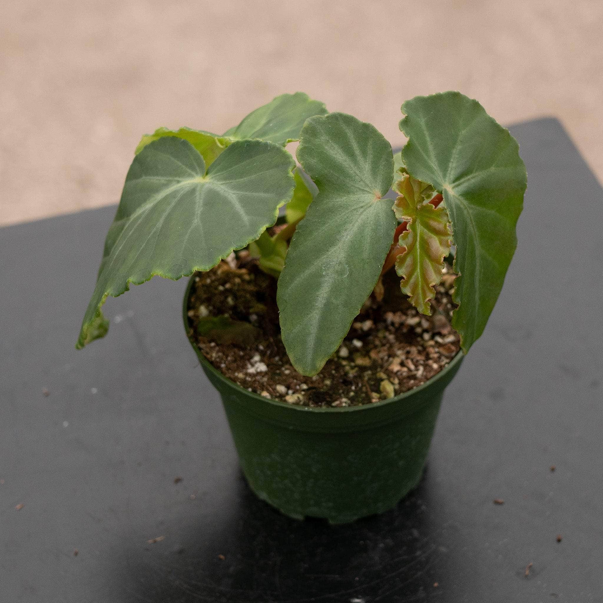 Begonia - Gabriella Plants