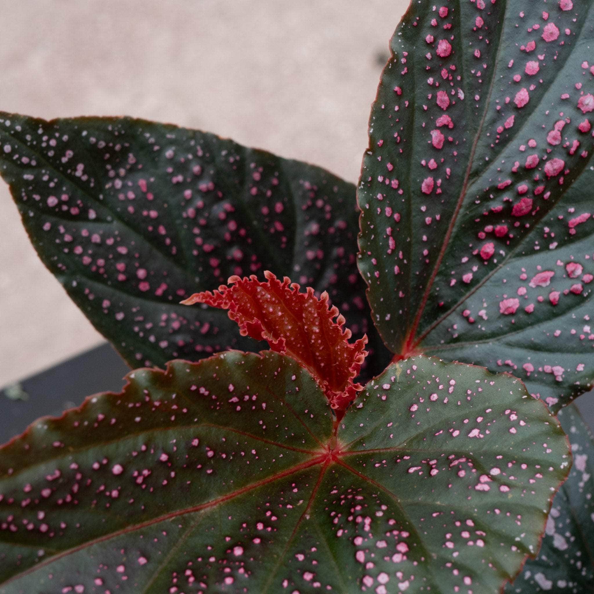 Gabriella Plants Begonia 4' Begonia 'Benigo Pink' 'Pink Spots'